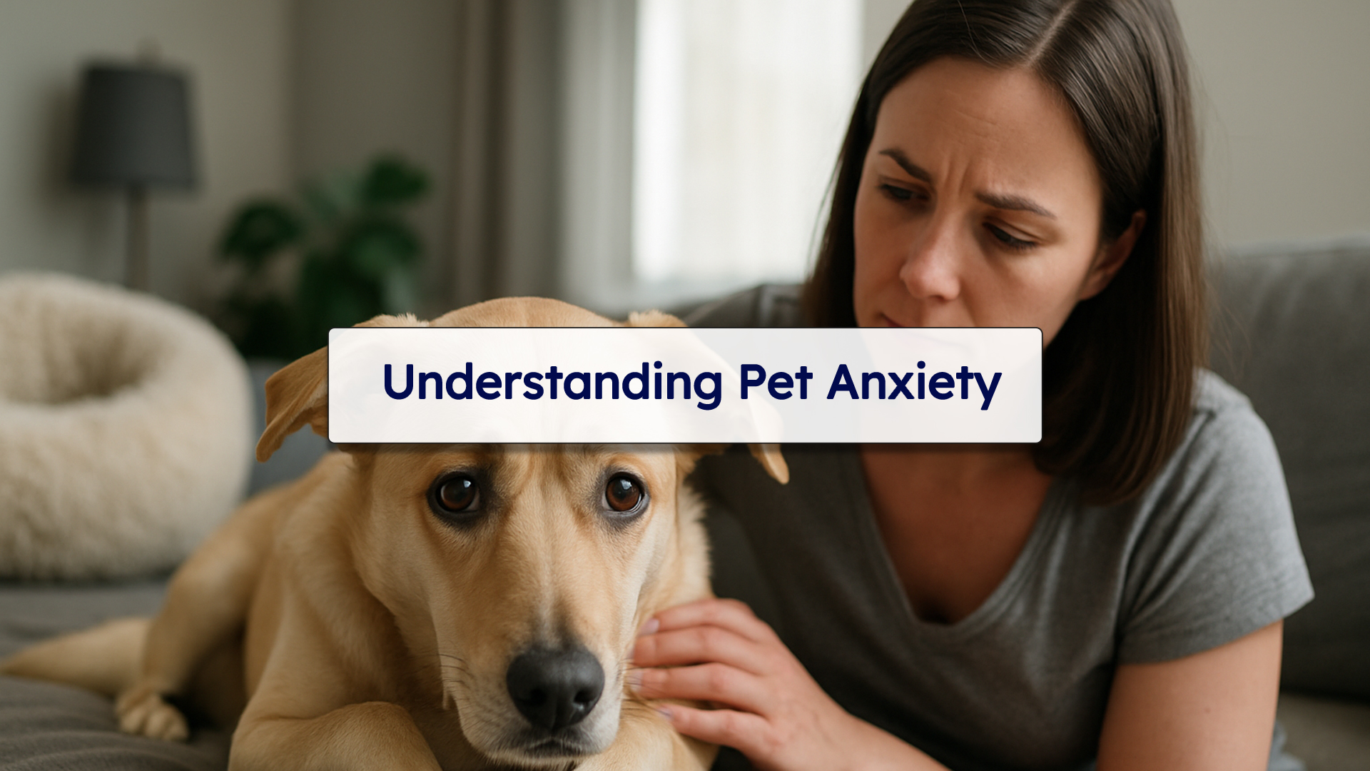 pet anxiety