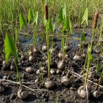 Swamp Potatoes